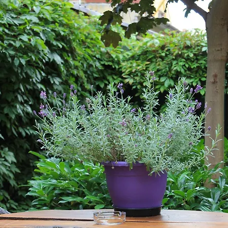 Baltycki 公寓 梅尔诺