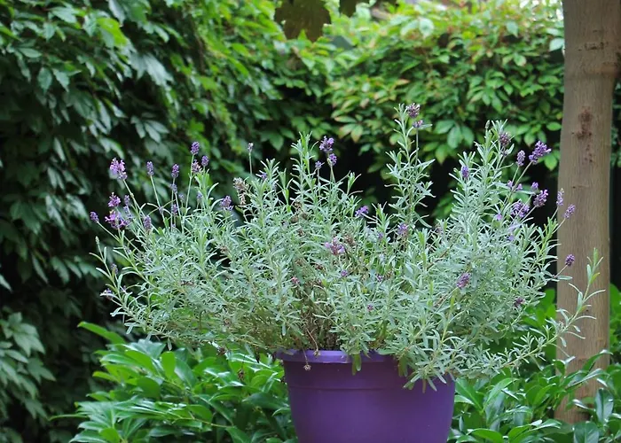 Baltycki Apartmán Mielno (Koszalin)